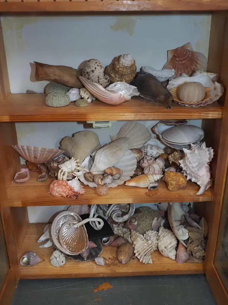 pine display case, various seashells etc H425 W375 D260 Image 1++