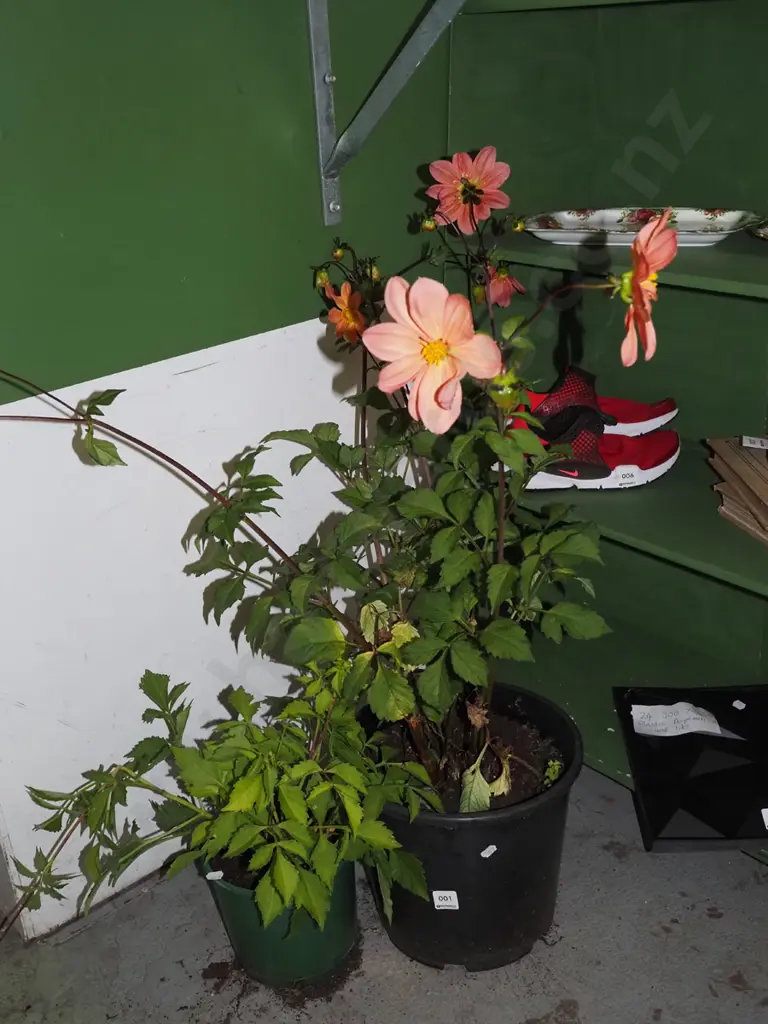 2x potted dahlias Image 1++