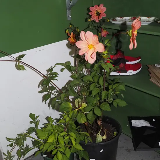 2x potted dahlias