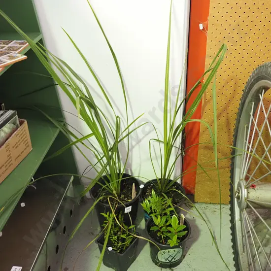 2x potted cabbage trees, 2x potted pohutukawa seedlings