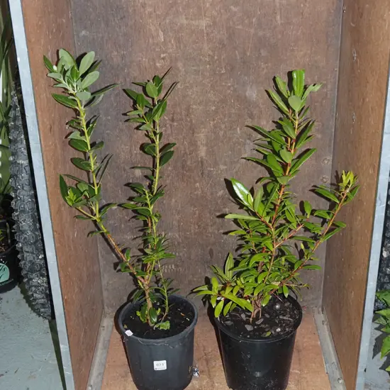 2x potted pohutukawa