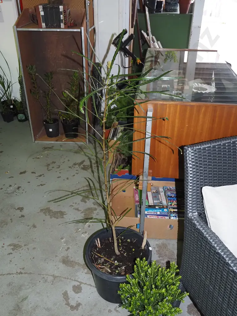 potted lancewood Overall H1000 Image 1++