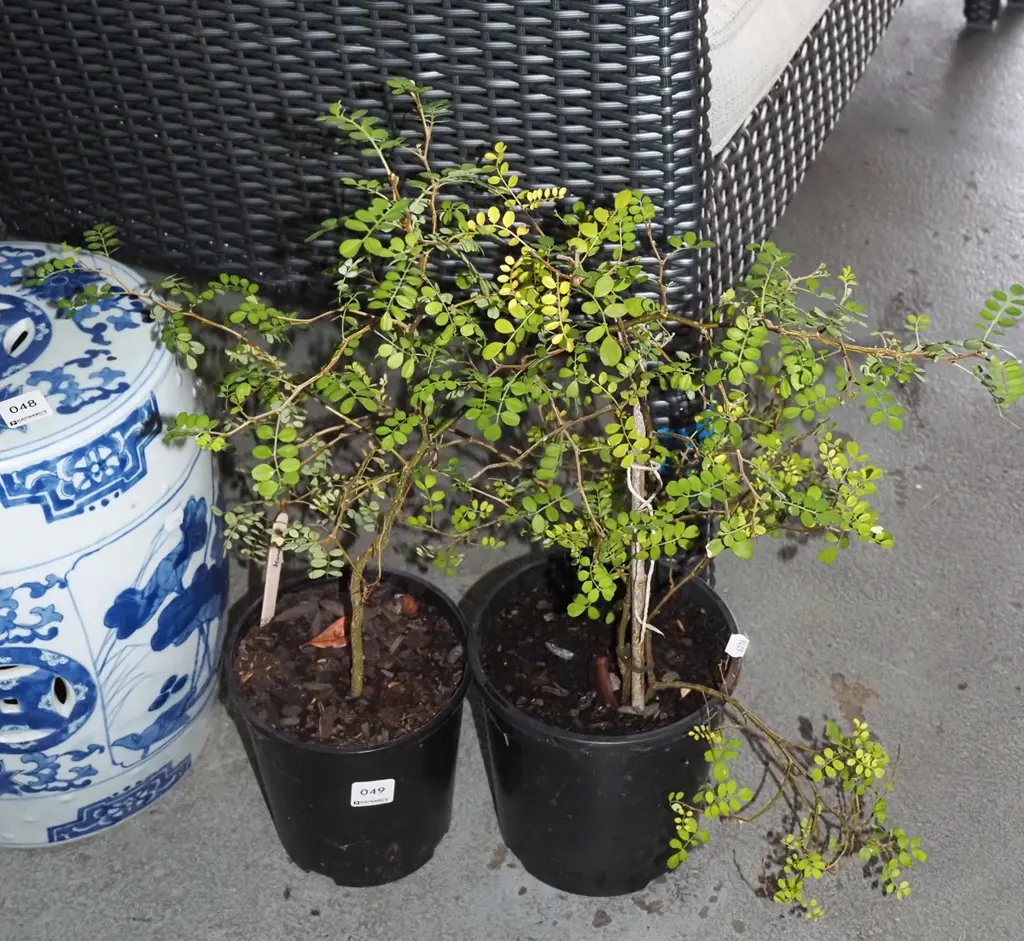 2x potted kowhai Image 1++