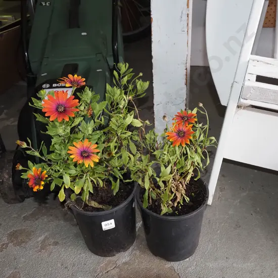 2x potted orange daisies