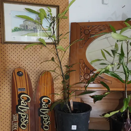 potted pseudopanax Overall H800