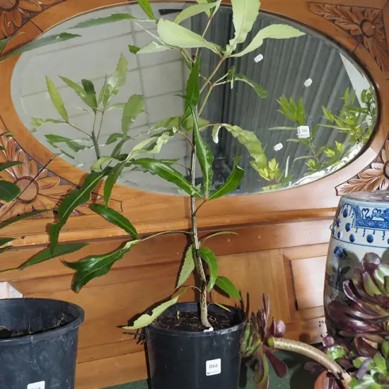 potted pseudopanax Overall H700