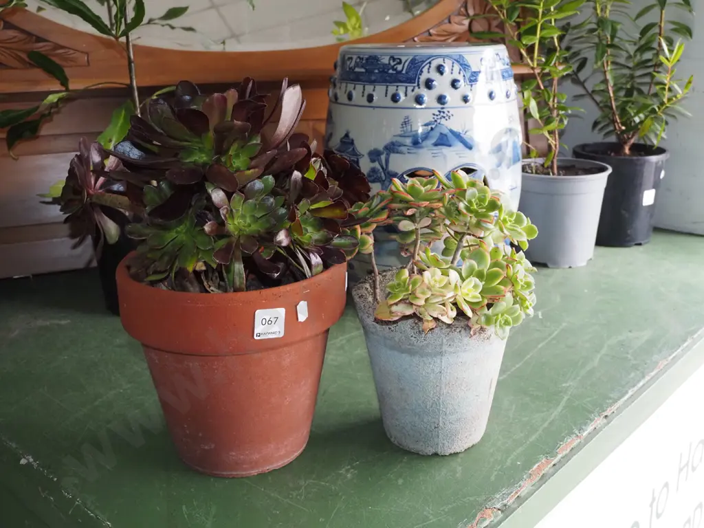 2x potted succulents Image 1++