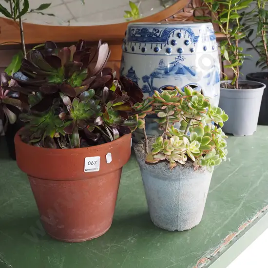 2x potted succulents