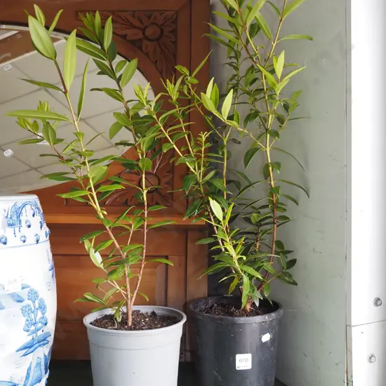 2x potted pohutukawa