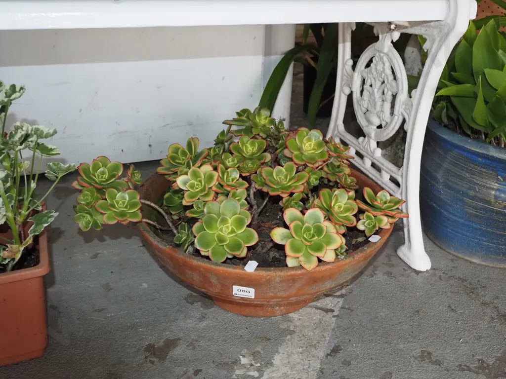 succulents in terracotta planter Image 1++