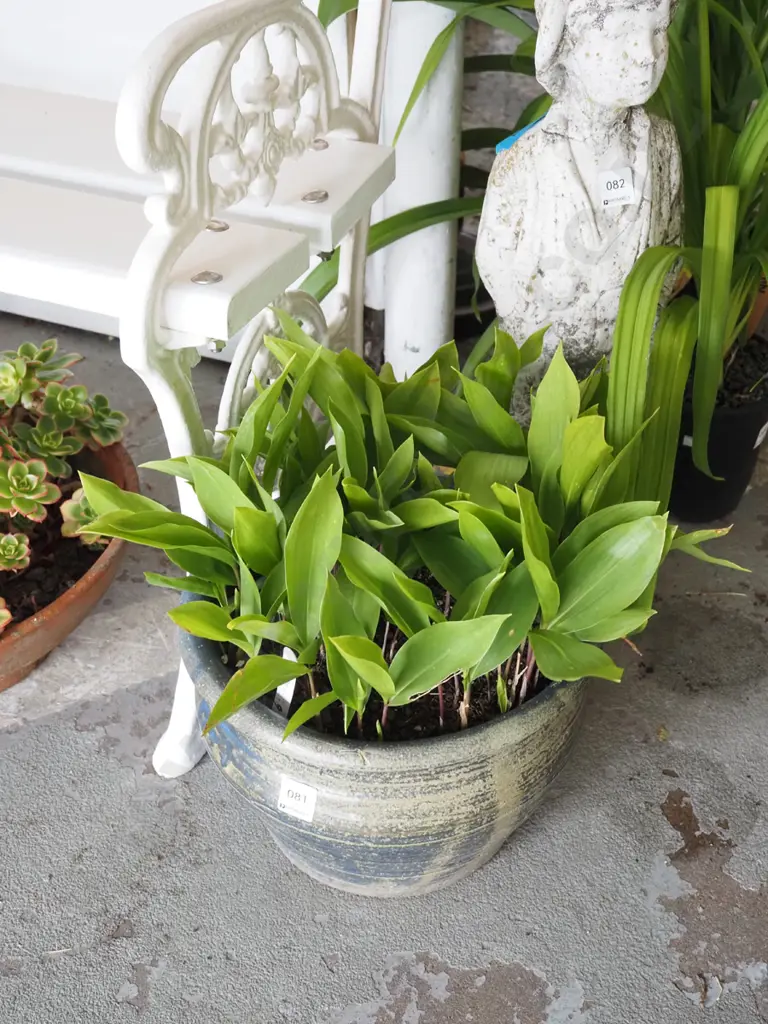lily of the valley in blue ceramic planter Image 1++