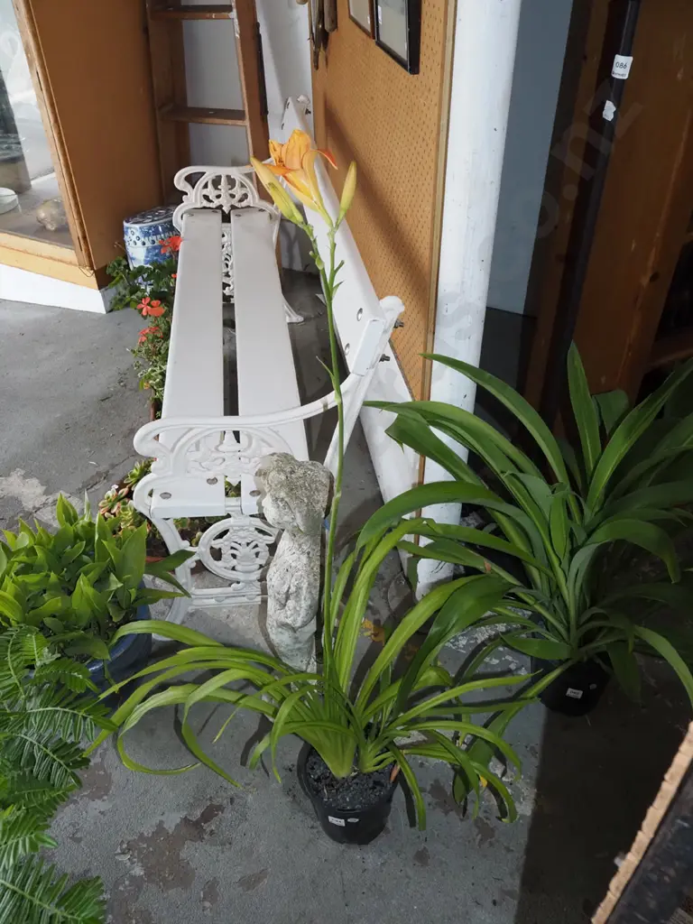 potted day lily with flower Image 1++