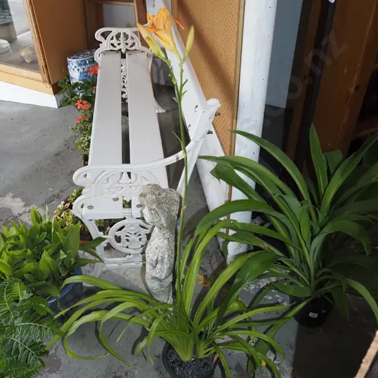 potted day lily with flower
