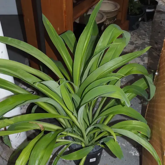 potted reinga reinga