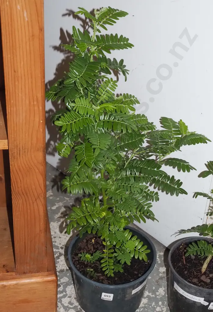 potted red kakas beak Image 1++