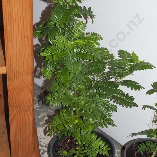 potted red kakas beak