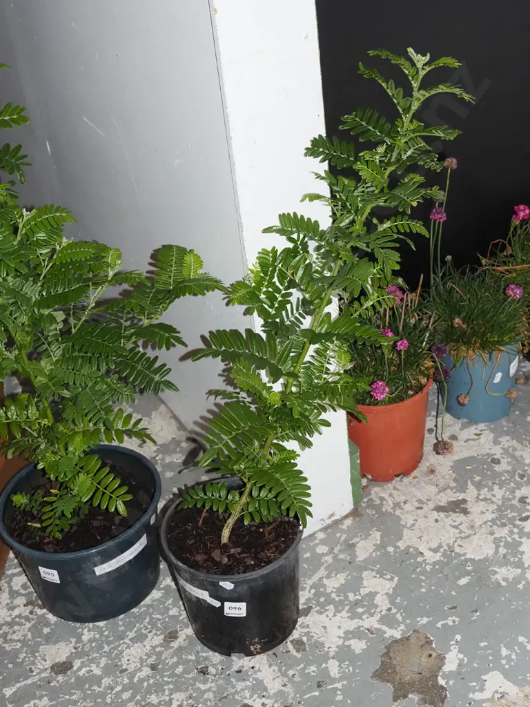 potted red kakas beak Image 1++