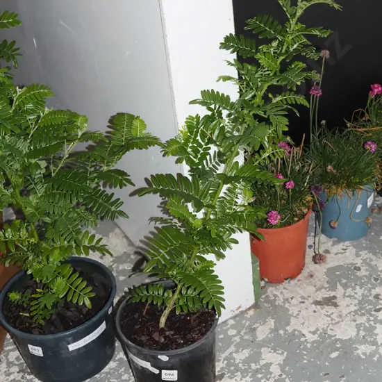 potted red kakas beak