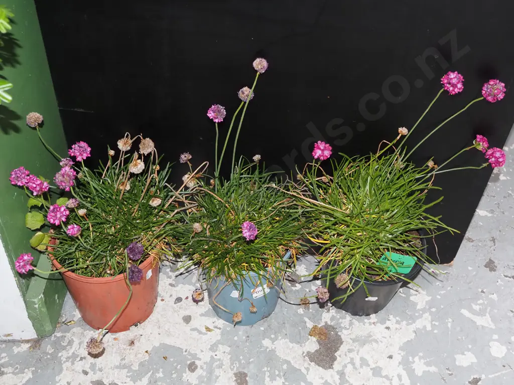 3x potted amerias Image 1++