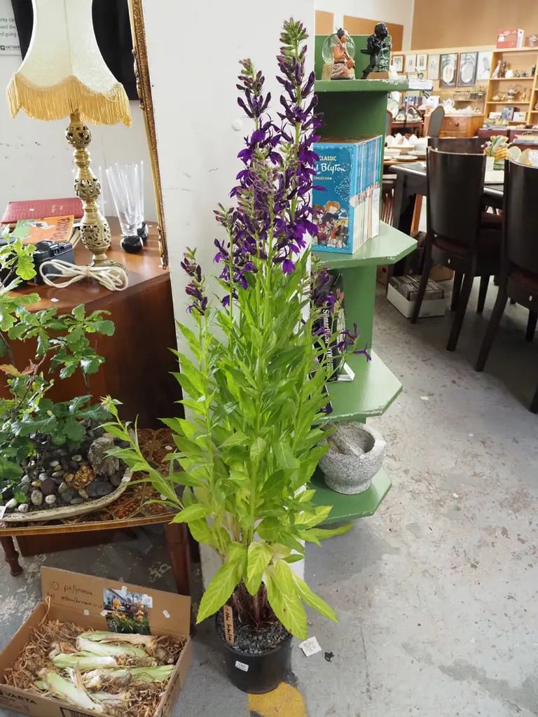 potted blue loelia Overall H11500 Image 1++