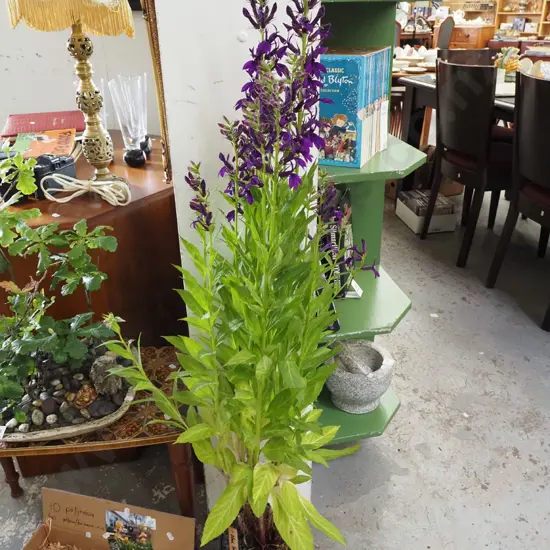 potted blue loelia Overall H11500