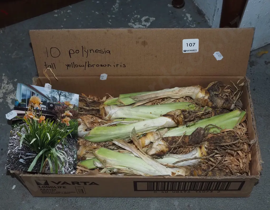 box of 10 Polynesian yellow and brown irises Image 1++