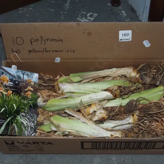 box of 10 Polynesian yellow and brown irises