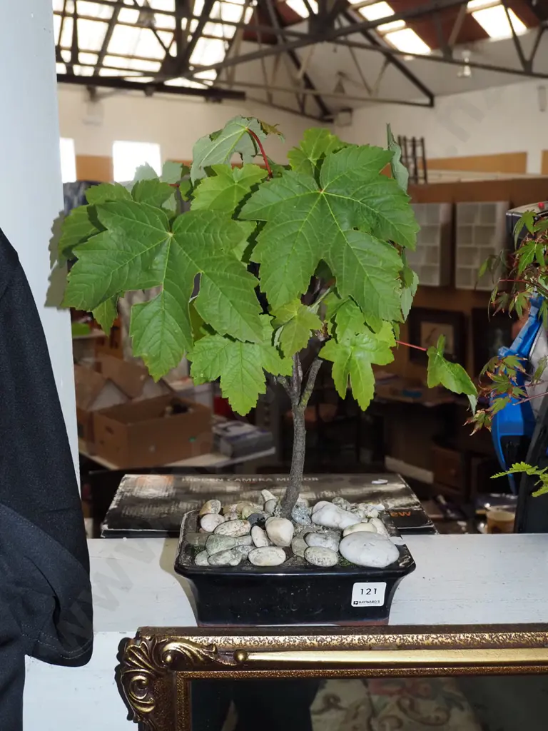 small bonsai oak Image 1++