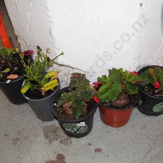 5x potted plants - begonia, osteospoeranum