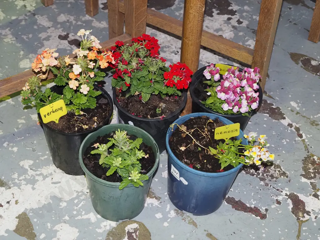 5x potted plants; vervena & nemesia Image 1++