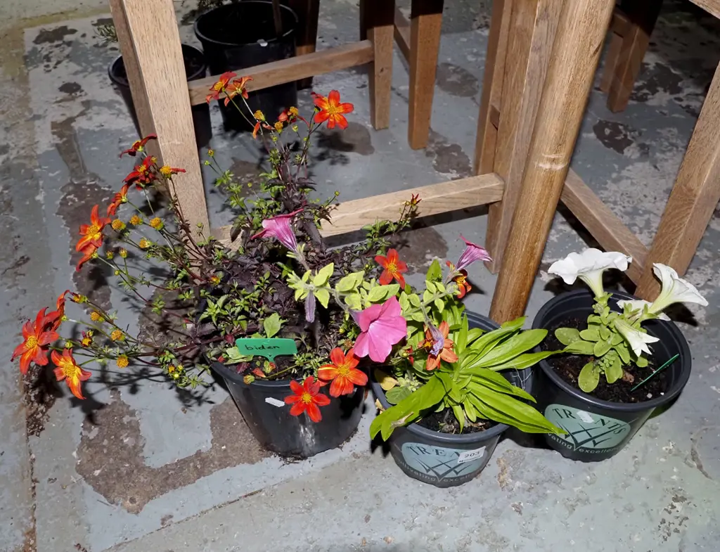 potted plant; 1x biden 2xx petunia Image 1++