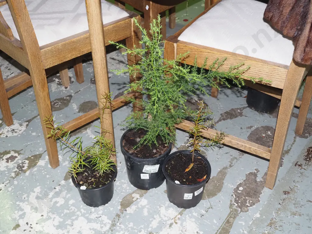 potted plants; 2x totara 1x confier? Image 1++