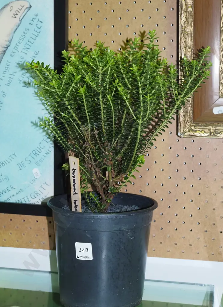potted boxwood hebe H380 Image 1++