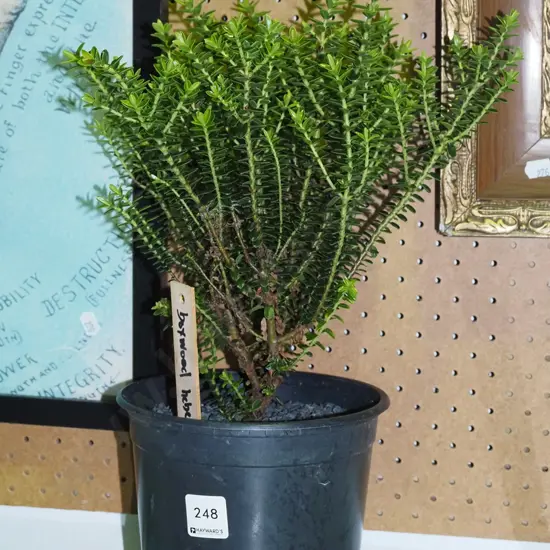 potted boxwood hebe H380