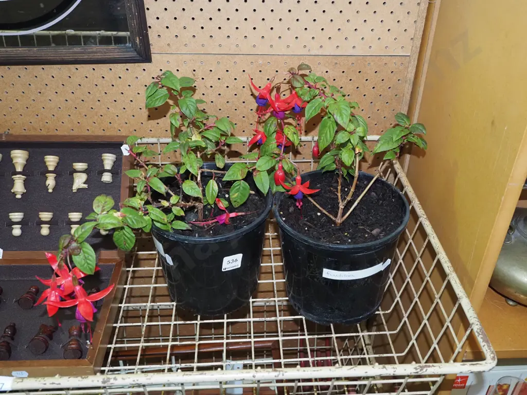 2x potted fuschias Image 1++