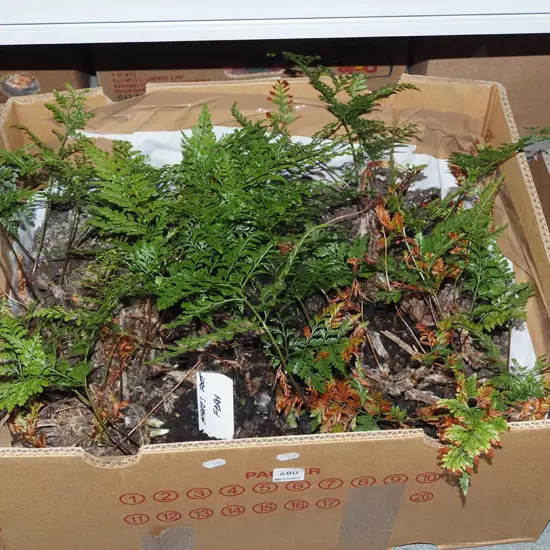 box of hares foot ferns