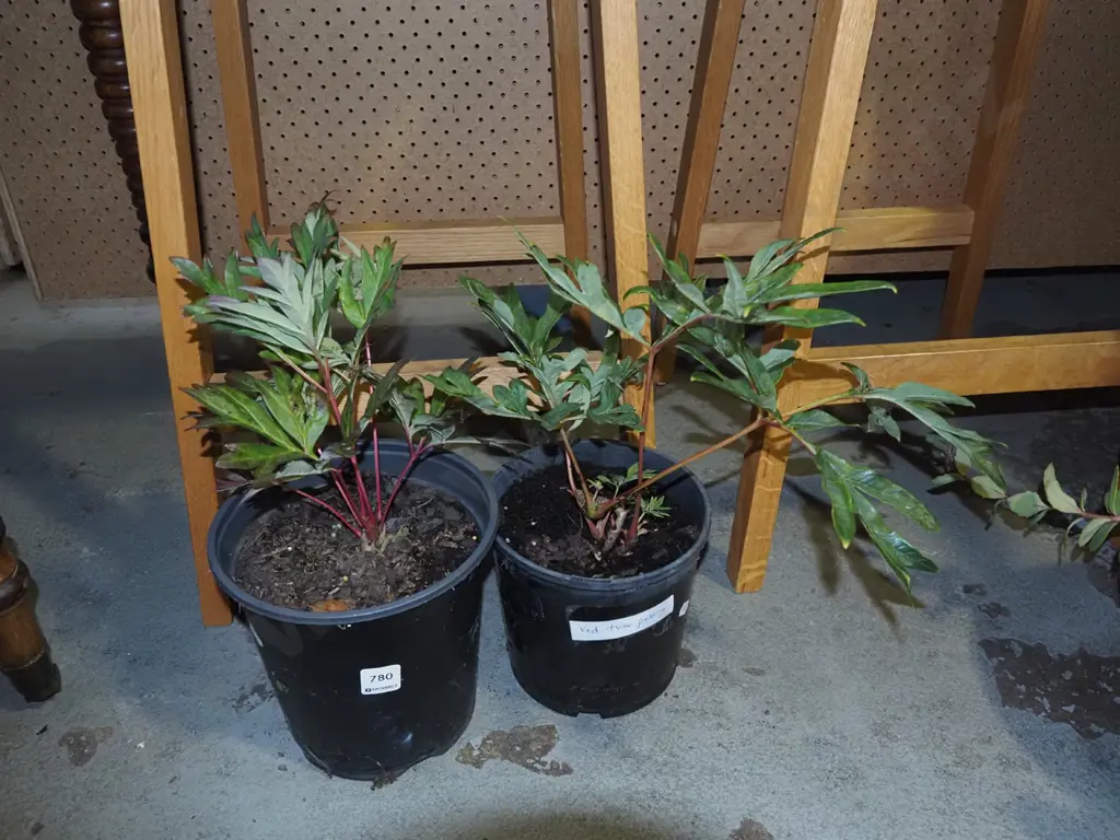 2x red tree peonies Image 1++