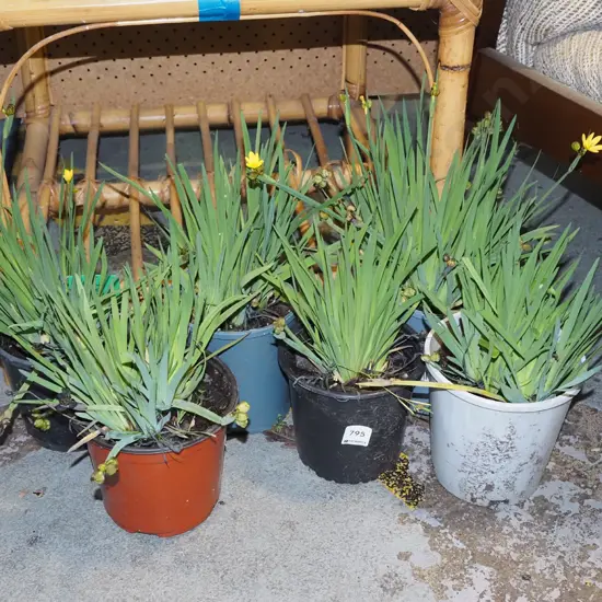 assorted yellow eyed grasses