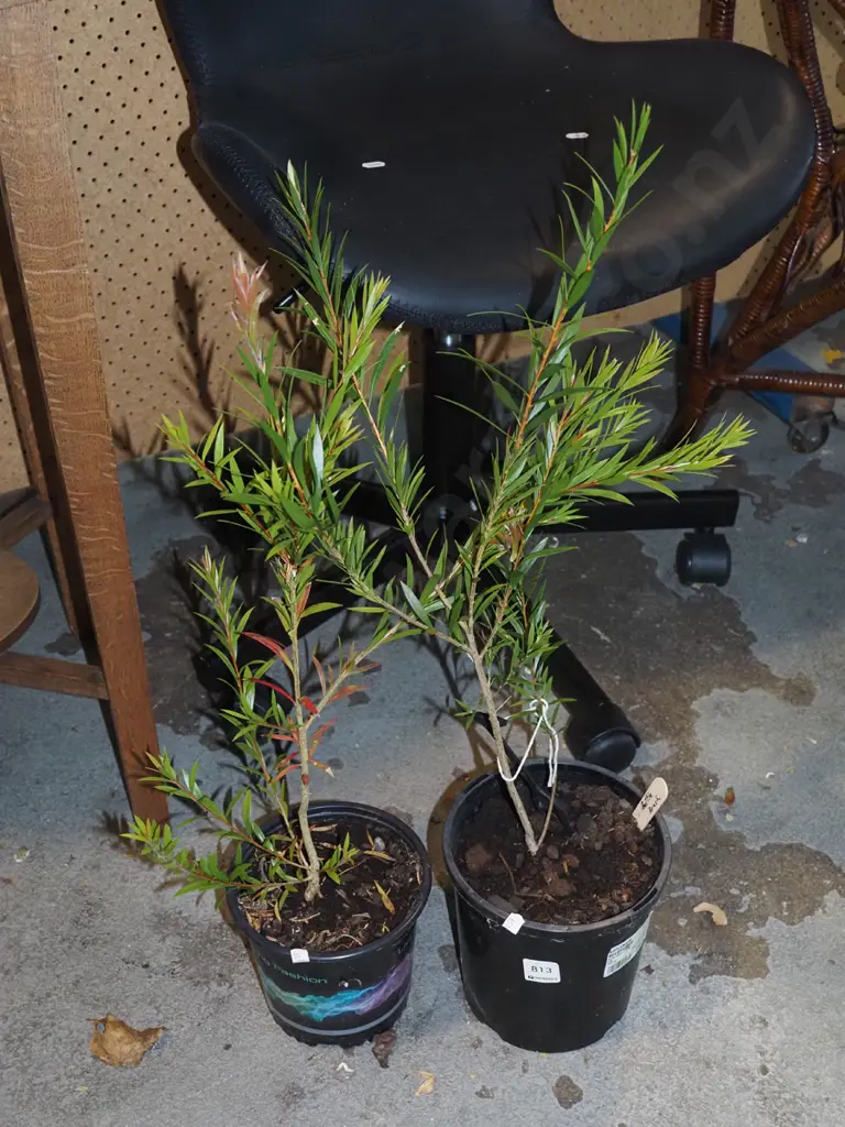 2x potted bottle brushes Image 1++