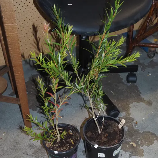 2x potted bottle brushes