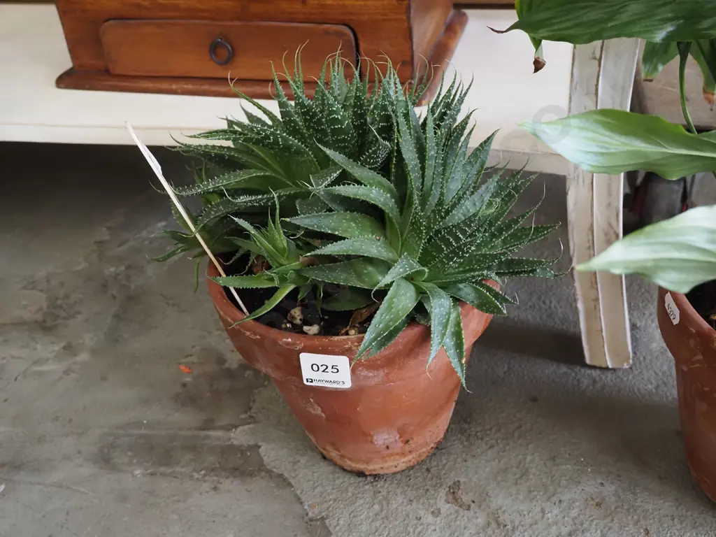 potted succulent Image 1++