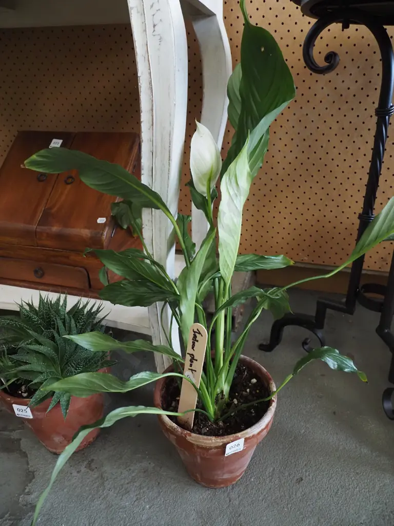 potted peace lily Image 1++