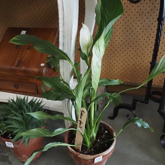 potted peace lily