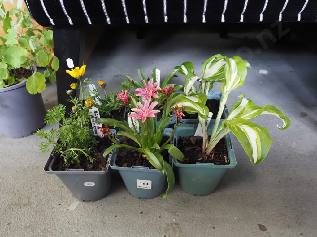 potted plants - bidens - rock star, lewisia pink, hostas Image 1++