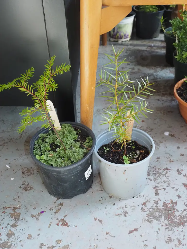 small potted miro, totara Image 1++