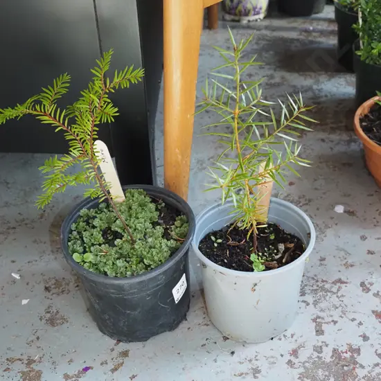 small potted miro, totara