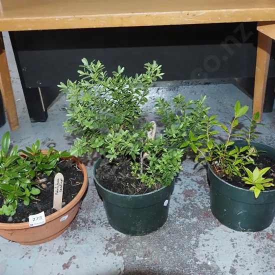 2x tubs of pohutakawa seedlings, hebe