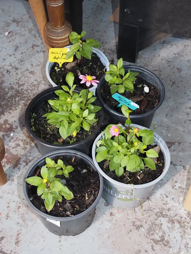 5x mini potted dahlias Image 1++