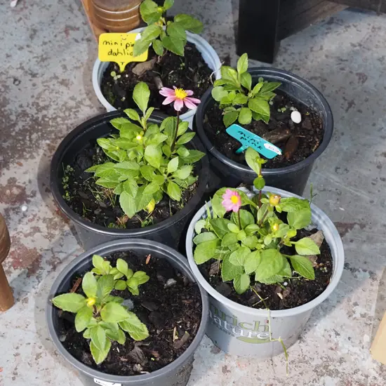 5x mini potted dahlias