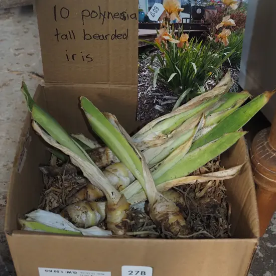 box; 10x Polynesian tall bearded irises